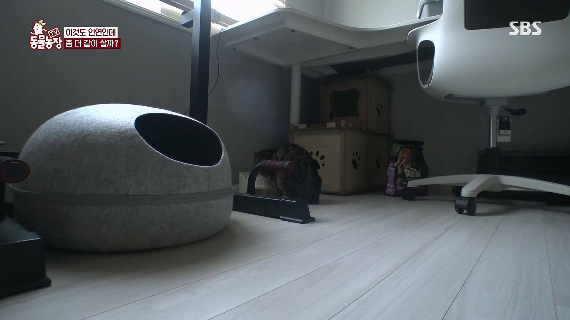 TV 동물농장.E1113.230326p.H264-F1RST.mp4_20230326_172459.571.jpg