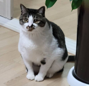  고양이와 함께 시간을 느릿느릿: 어떻게 고양이 나이를 계산할까요?
