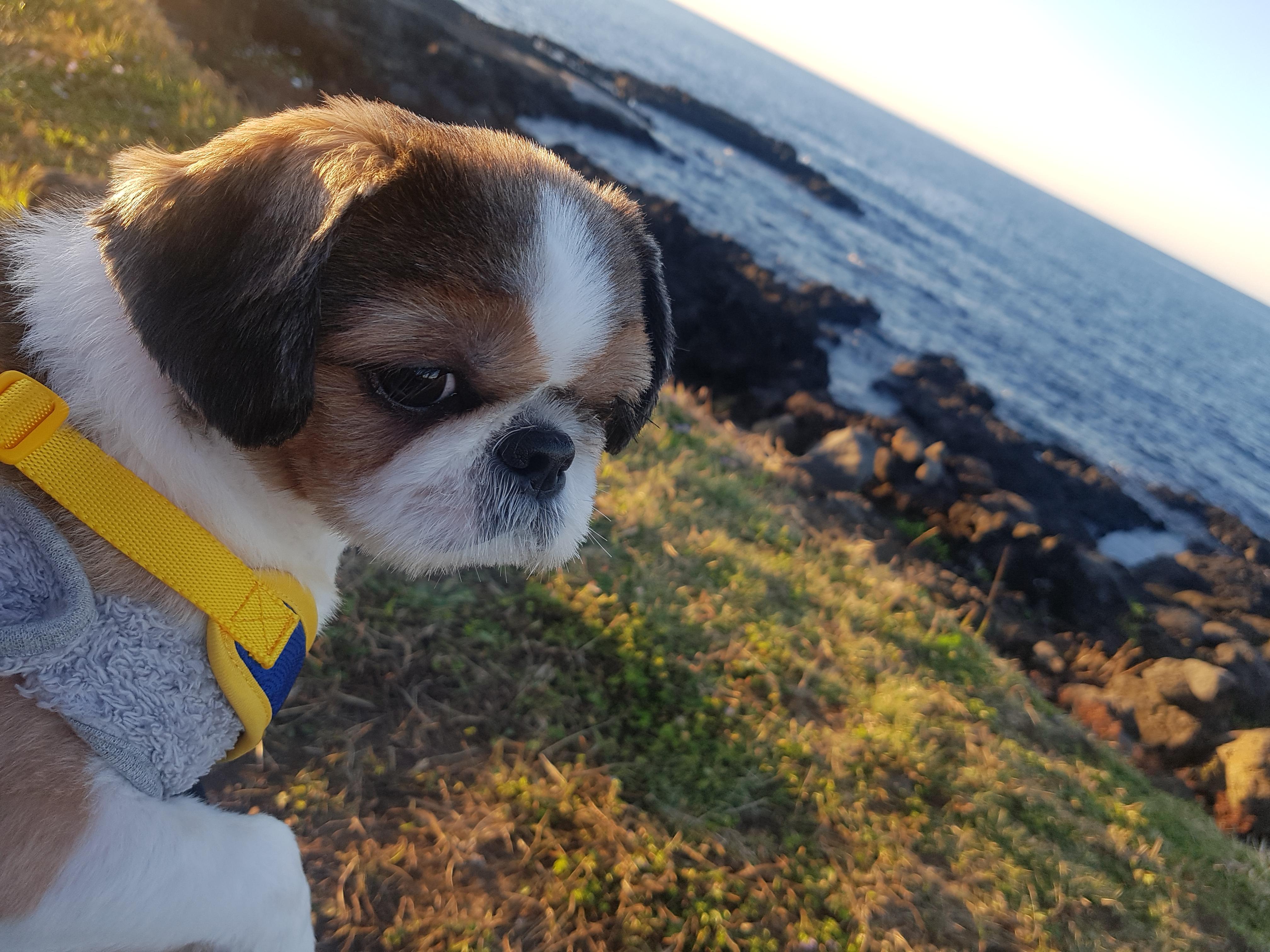  강아지랑 제주도 한 달 살기