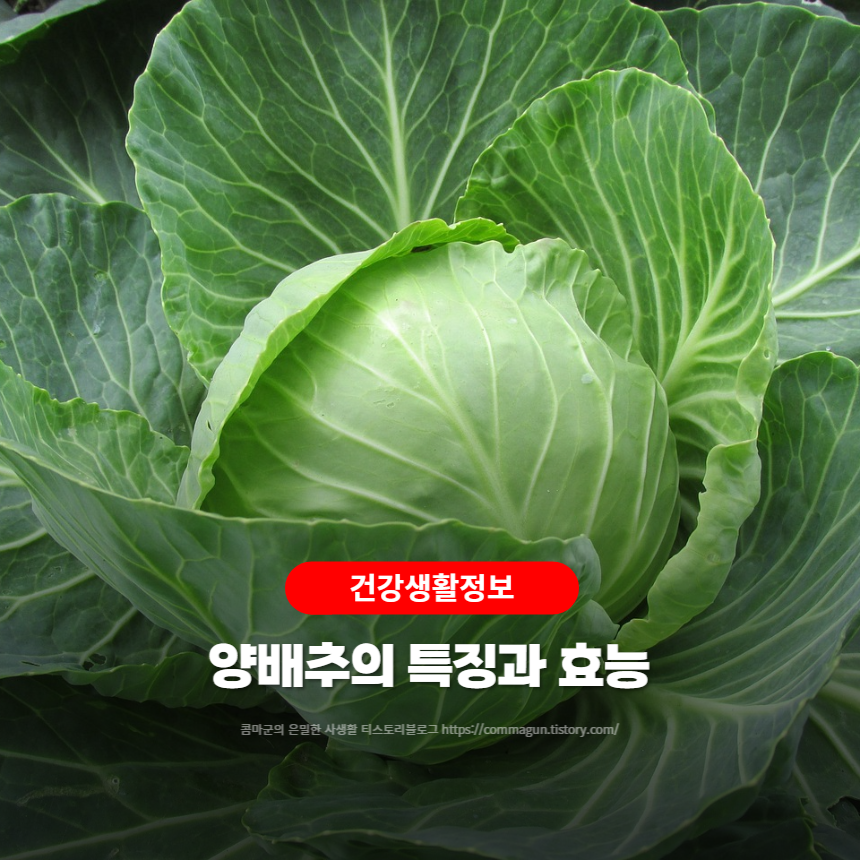  건강생활정보 - 양배추의 특징과 효능