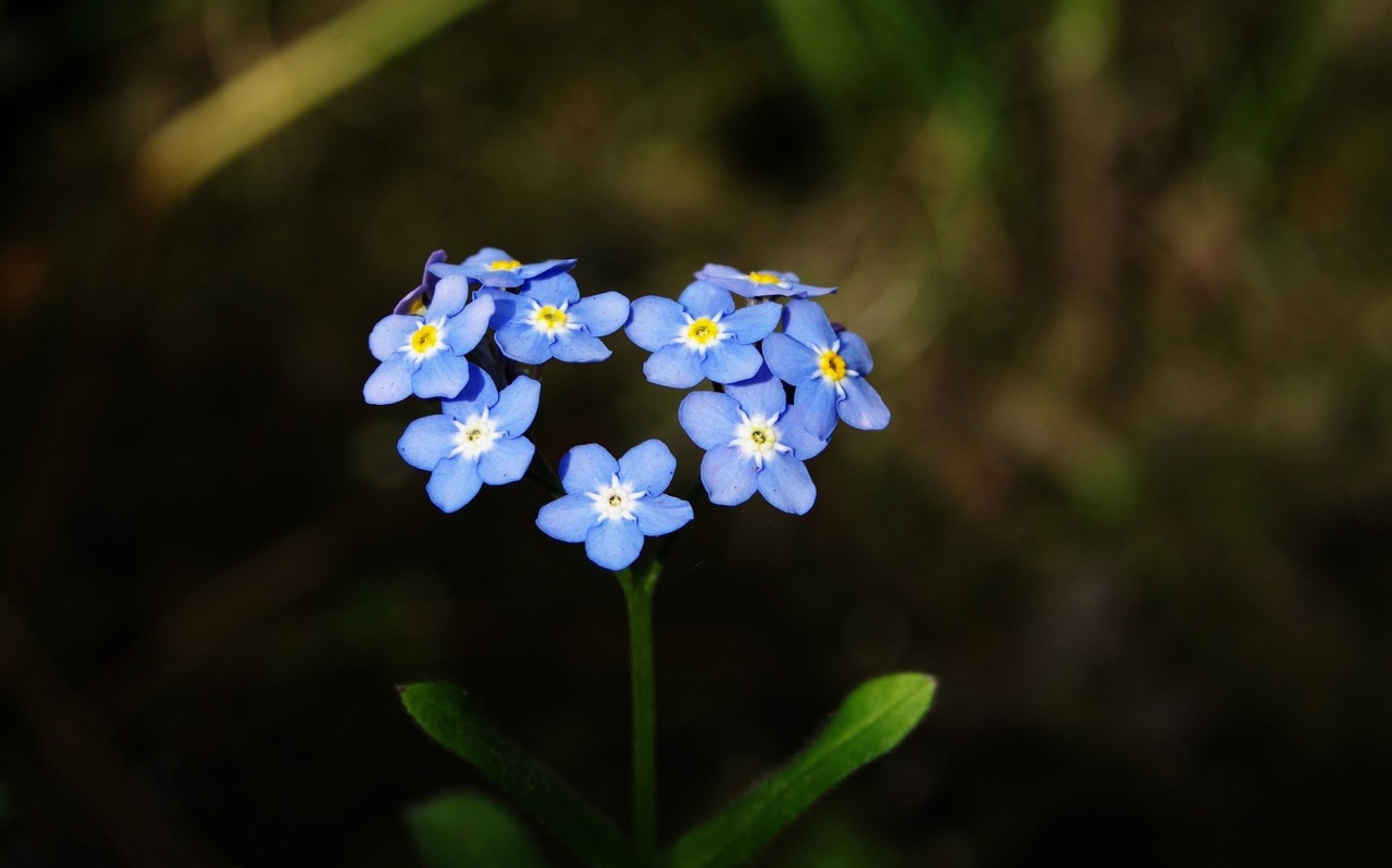  나를 잊지 말아요, 물망초(myosotis)