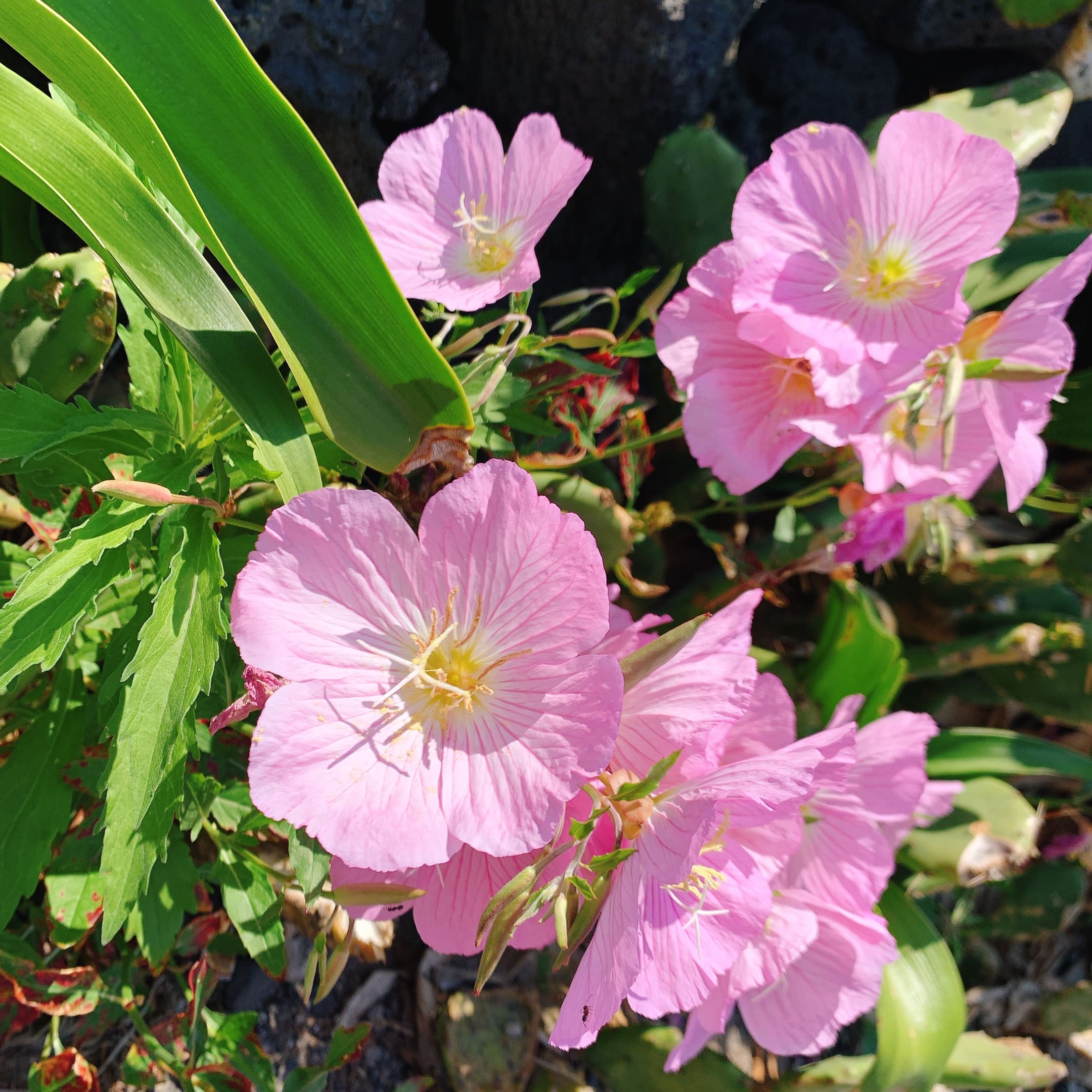 금능해수욕장 근처 마을에서 본 분홍 달맞이꽃