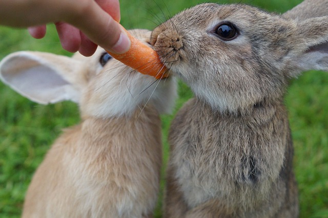 토끼-당근-사진