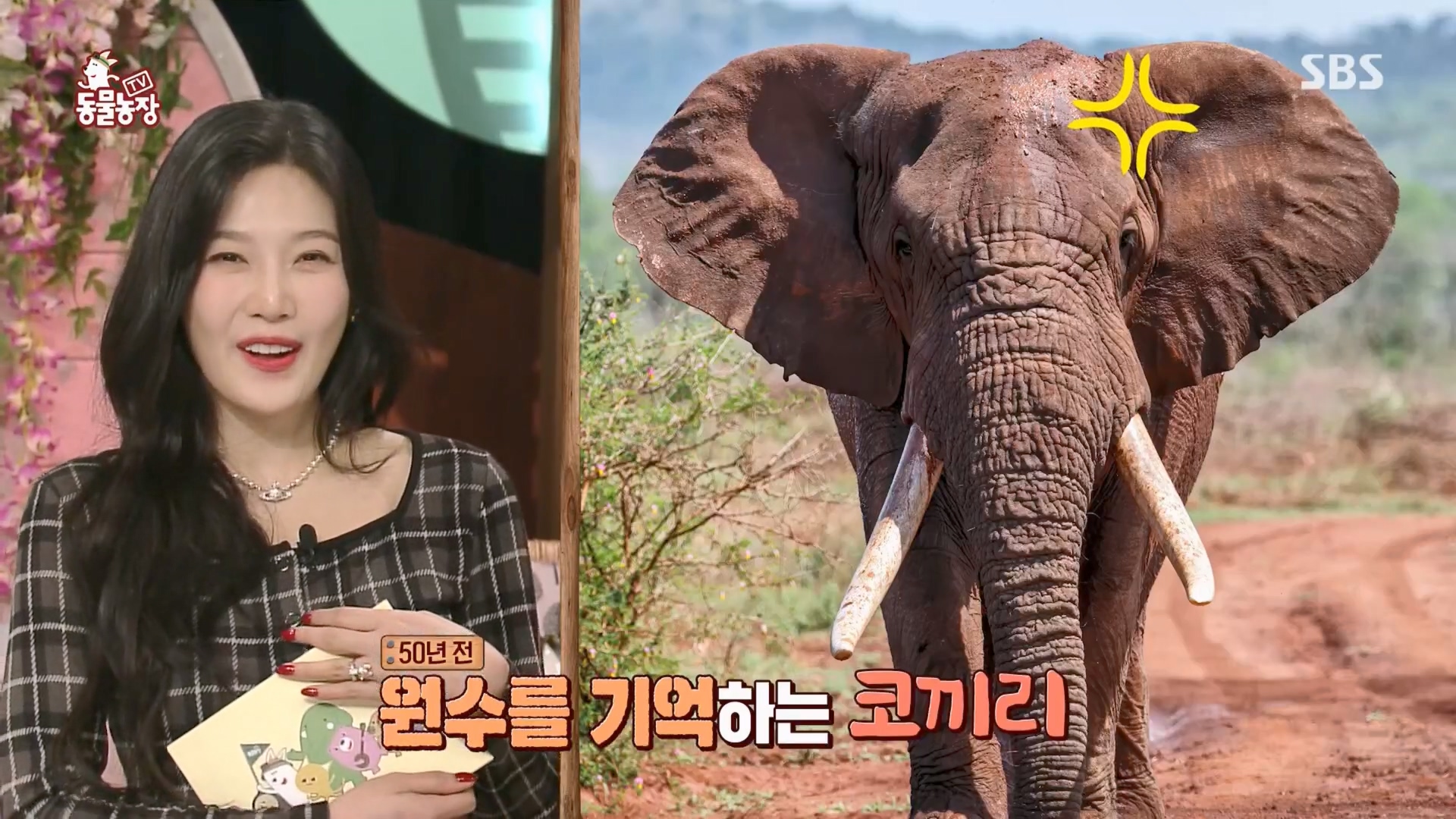 TV 동물농장.E1116.230416p.H264-F1RST.mp4_20230418_194158.017.jpg