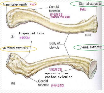Clavicle