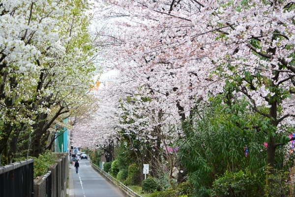 벚꽃1