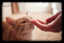 고양이에게 먹이를 건네는 손. 출처 : Pixabay