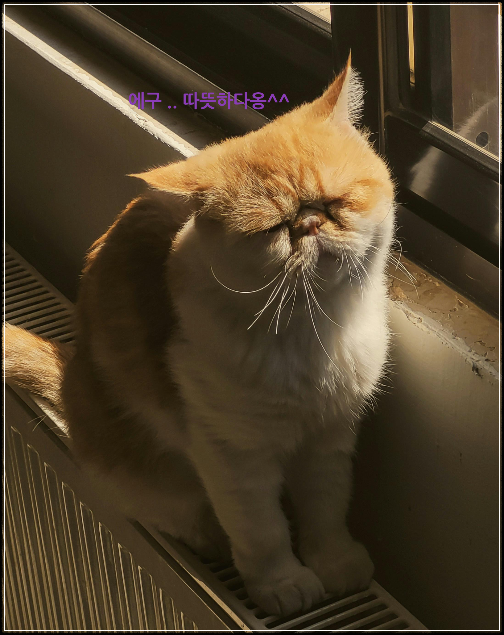 라디에터 위의 고양이-사진