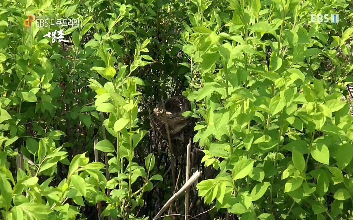 생존 3부_ EBS 다큐프라임_ 220629.avi_20220701_210748.088.jpg