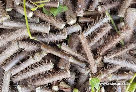 가시오가피의 12가지 장점 42