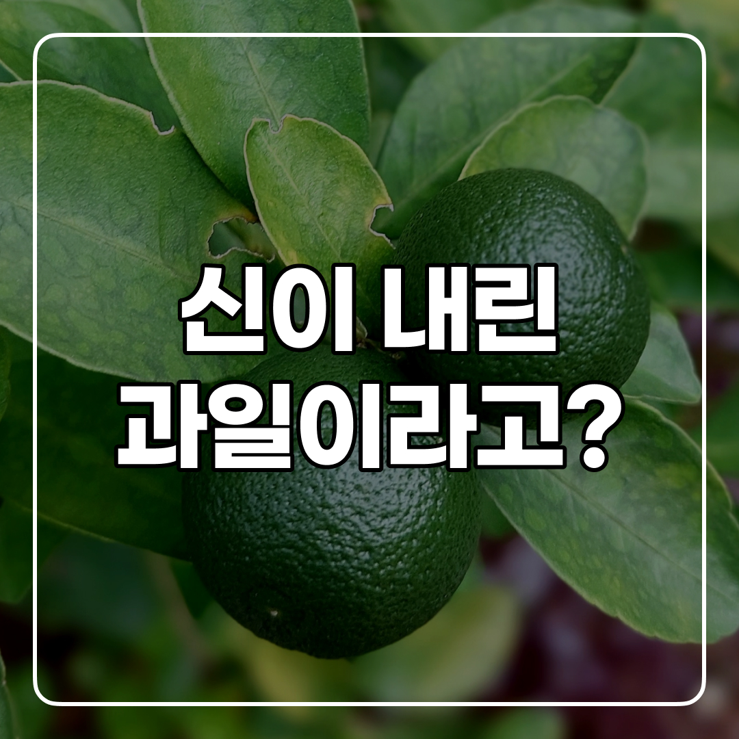  깔라만시가 신이 내린 과일인 이유? 효능 및 다이어트