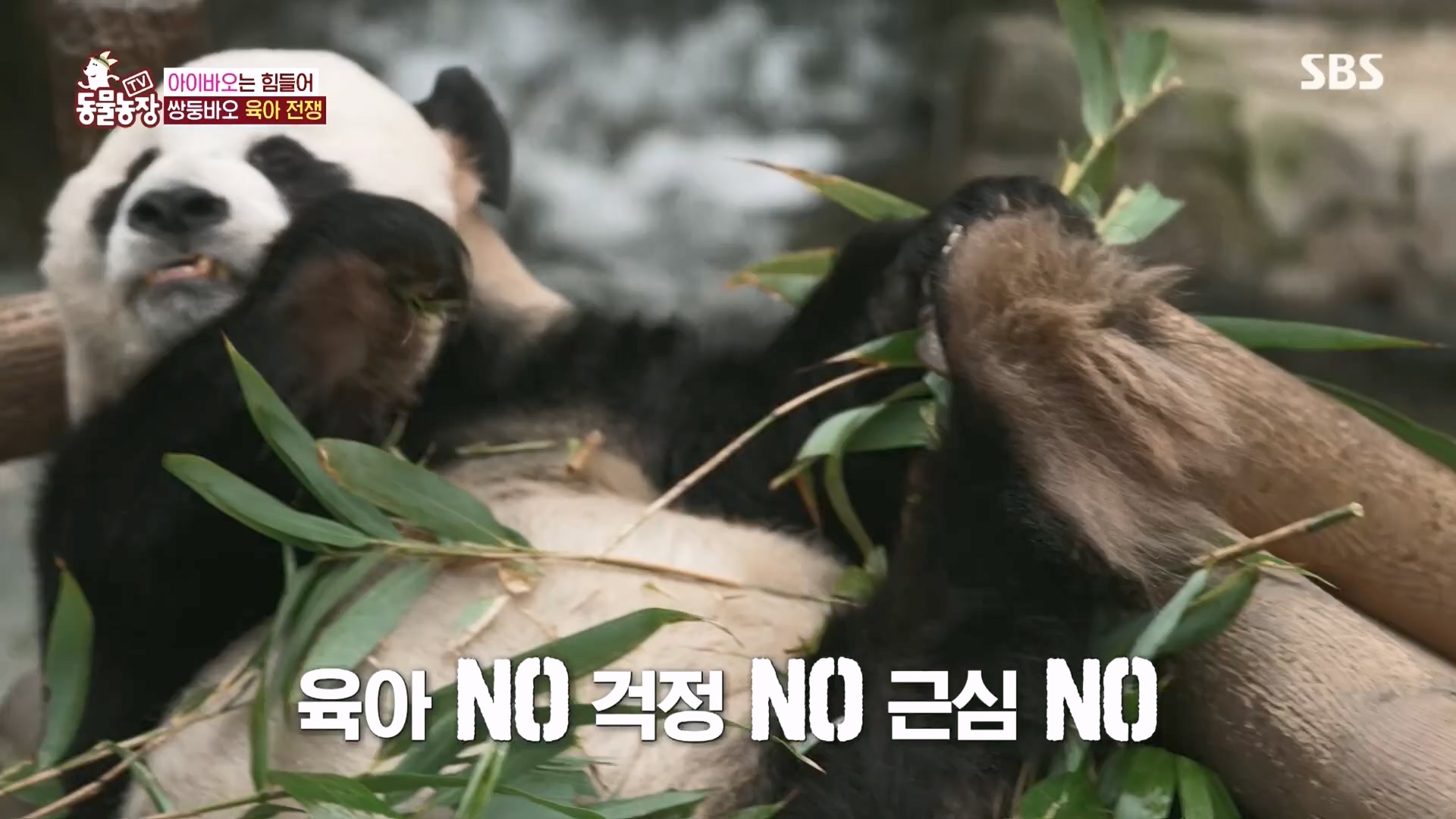 TV 동물농장.E1160.240225p.H264-F1RST.mp4_20240225_165126.417.jpg