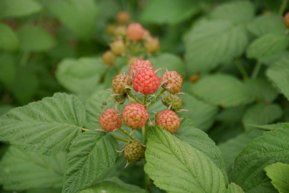 복분자 좋은 다이어트에도 좋아요! 4