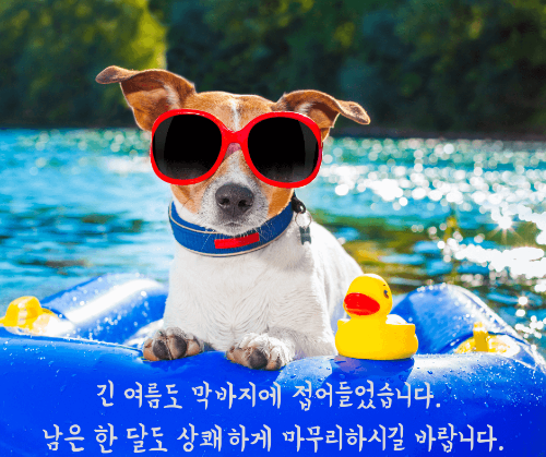 선글라스 쓴 강아지가 바다 튜브위에 떠있는 사진