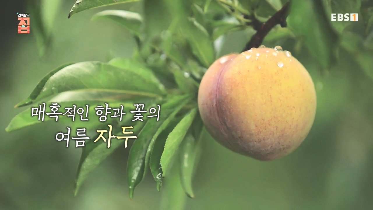 TV - 전 국민의 평생학교 EBS아버지의 집을 허물었다.mp4_20231019_205932.099.jpg