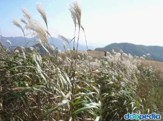 억새풀