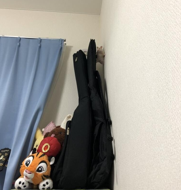  미션햄찌서블ㅋㅋㅋㅋㅋㅋㅋㅋ