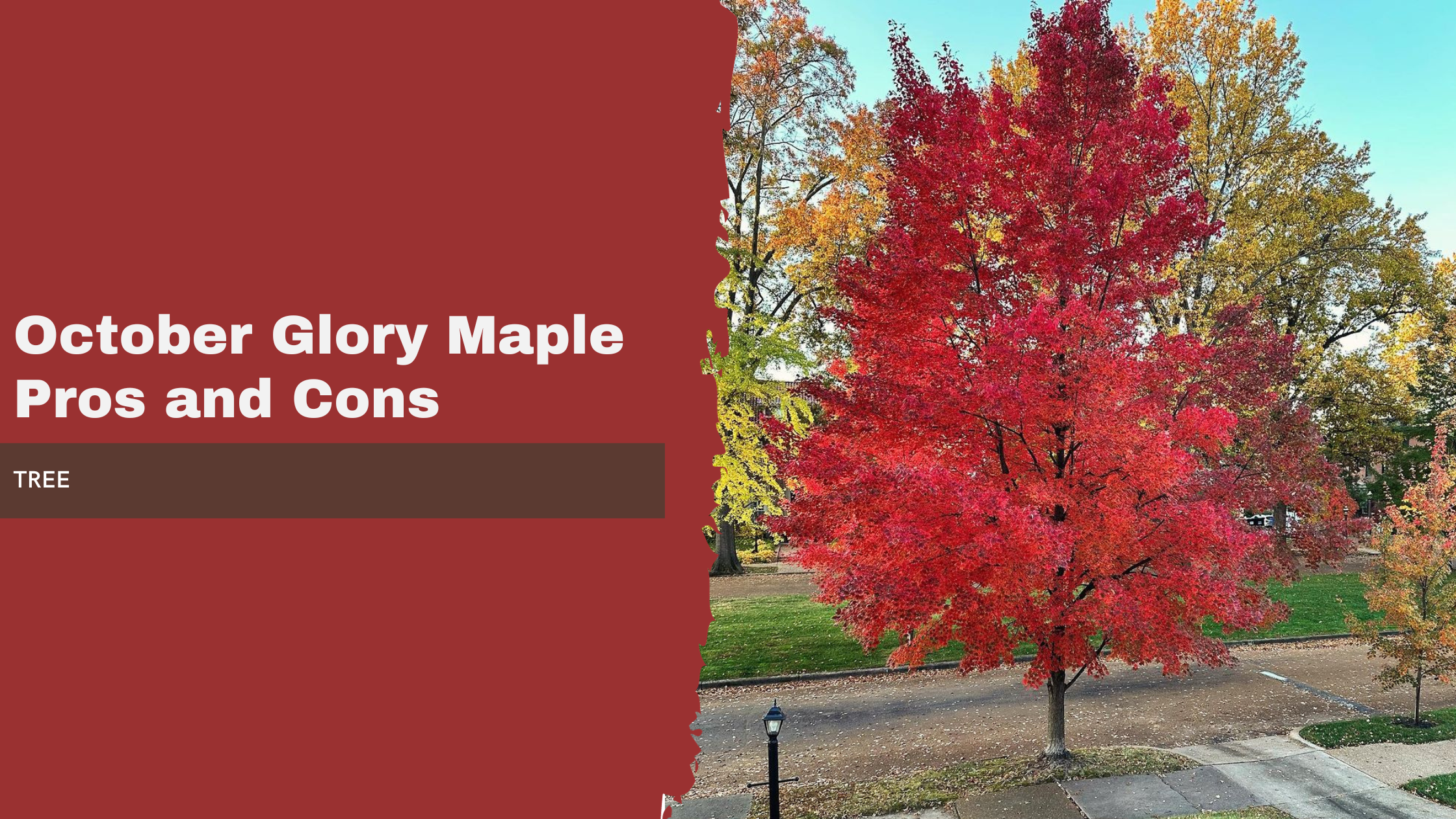 October Glory Maple: Pros and Cons