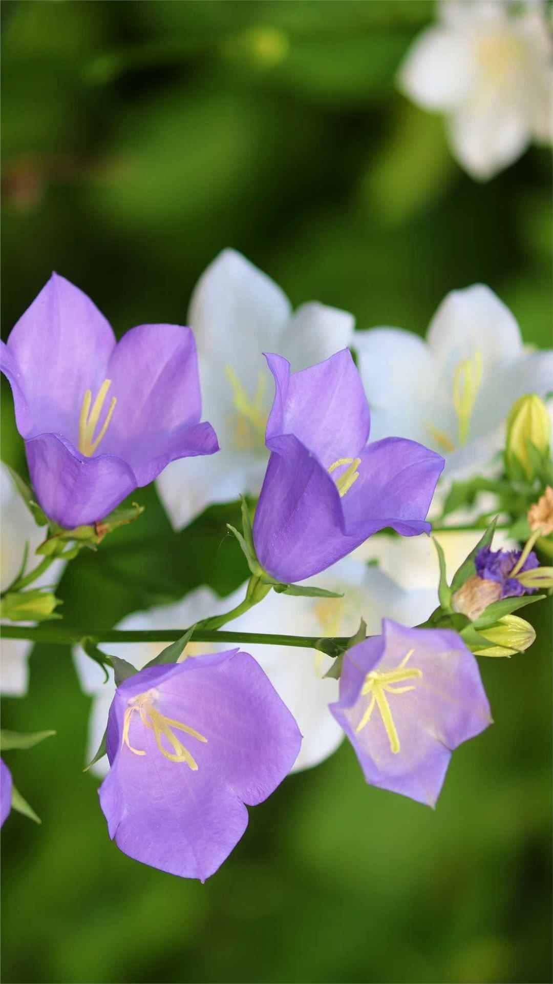 Bellflower Flower iPhone Wallpaper