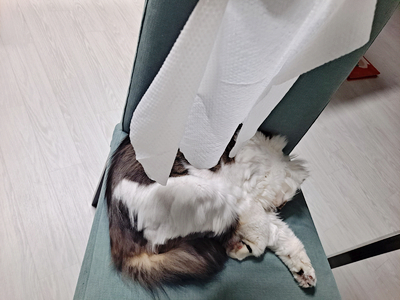 베이직바디 이미지