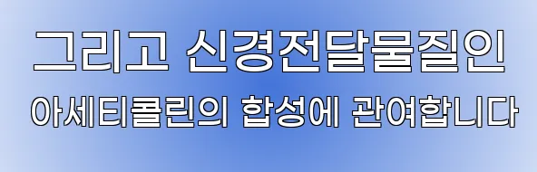  그리고 신경전달물질인 아세티콜린의 합성에 관여합니다