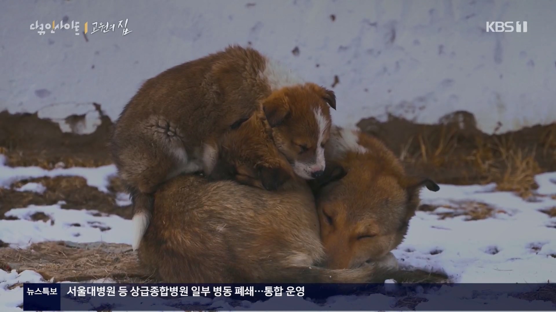 다큐 인사이트.E176.240328p.H264-F1RST.mp4_20240330_161543.775.jpg