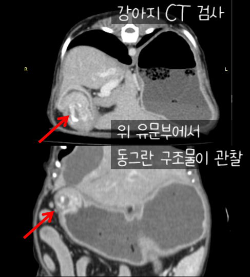 수술 후 마시티닙 항암치료 13살 노령견 강아지 위암 14