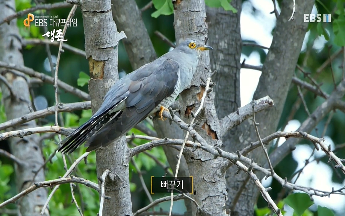 생존 3부_ EBS 다큐프라임_ 220629.avi_20220701_203710.033.jpg