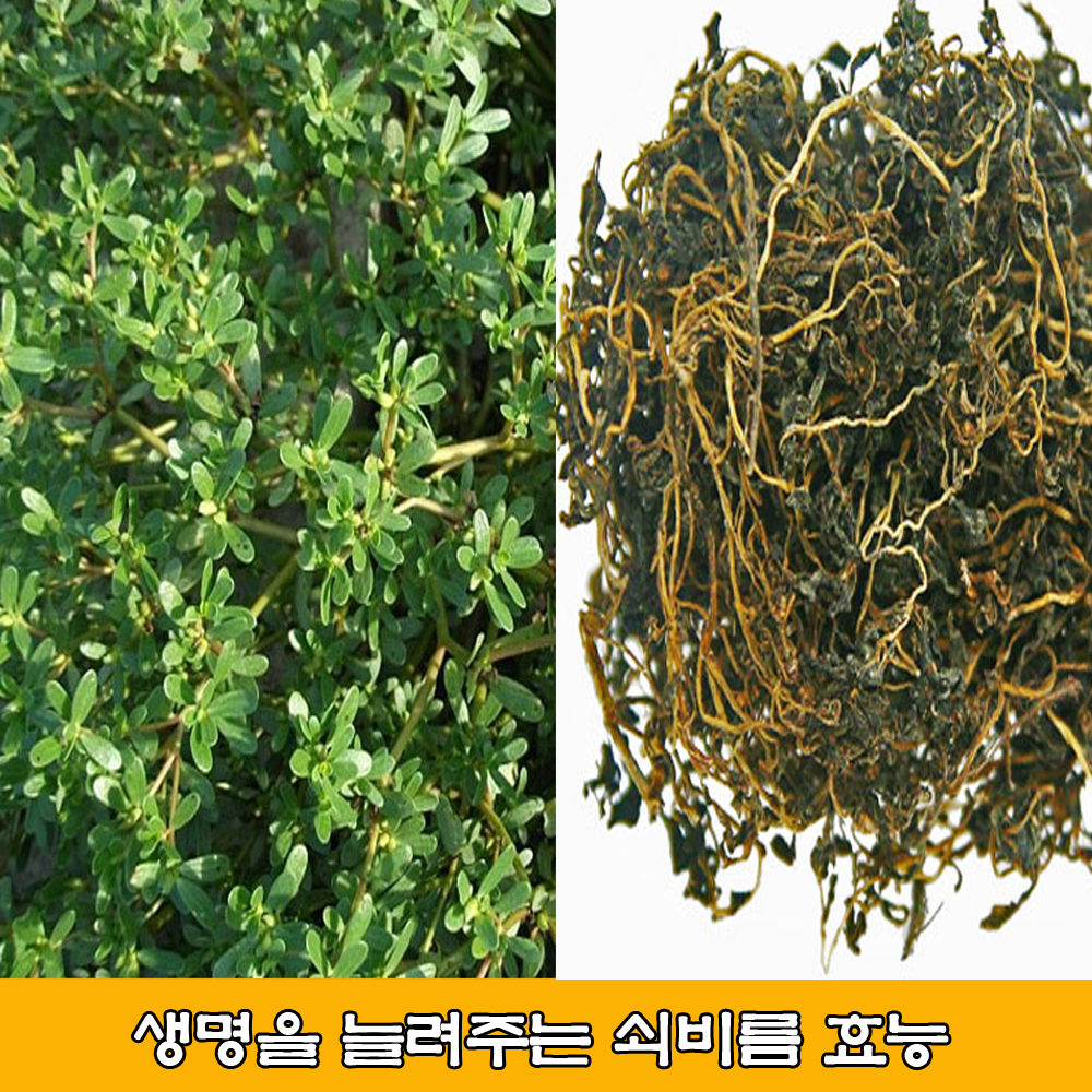  쇠비름, 마치현, 장명채, 쇠비름 효능