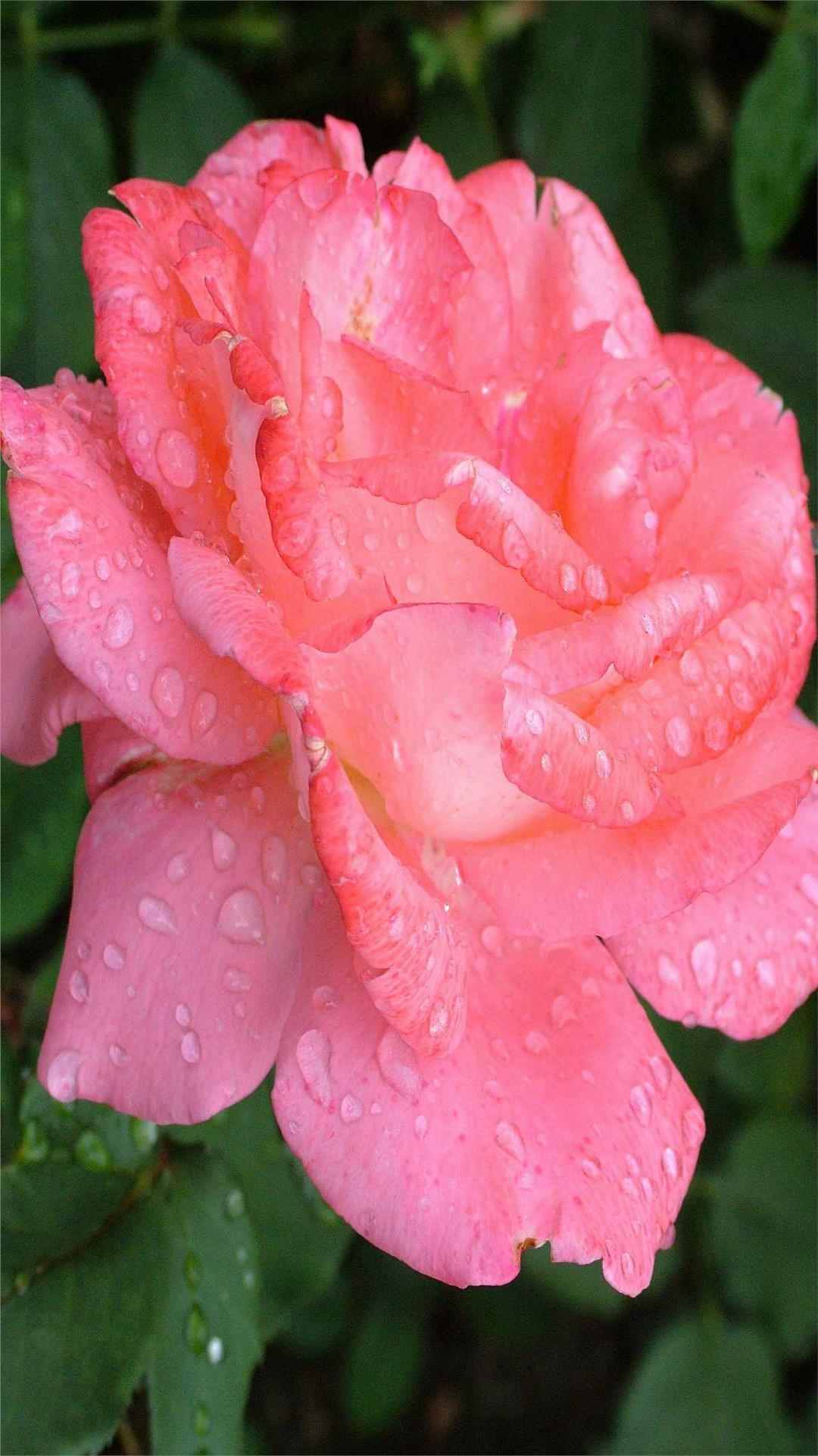 Rose Flower iPhone Wallpaper