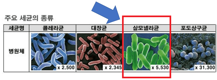 주요 세균 분류표 및 살모넬라균 사진