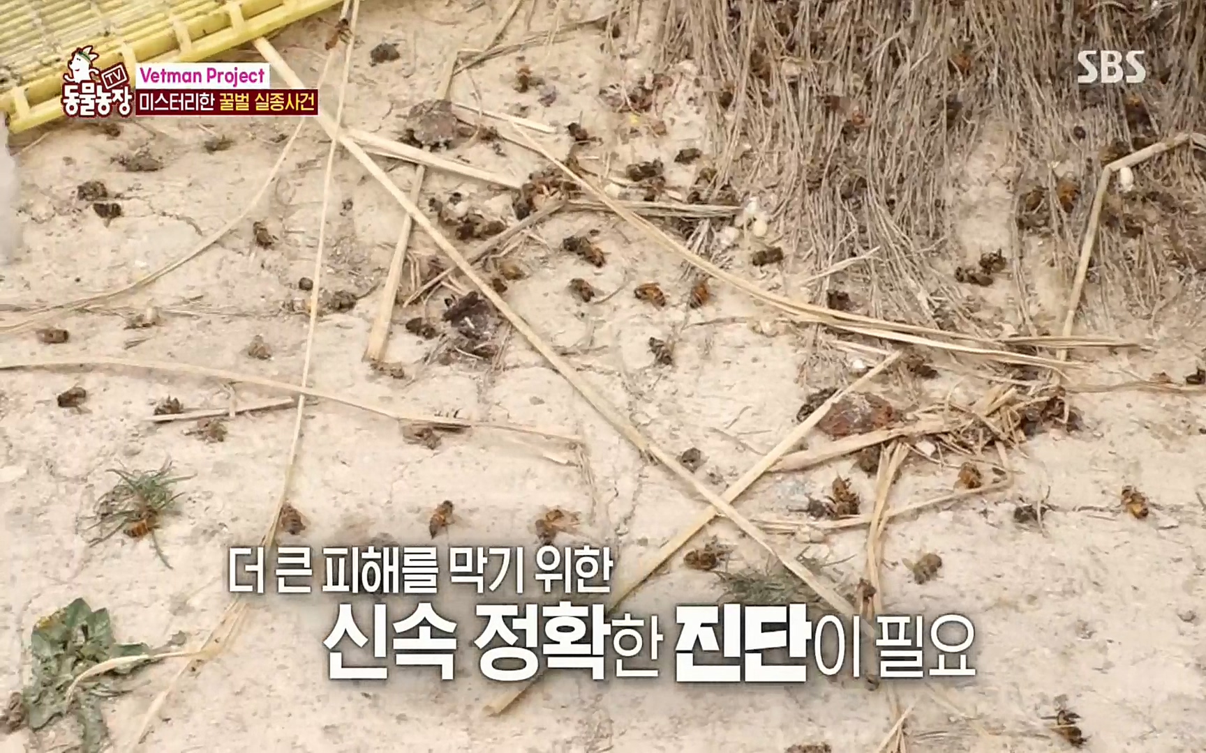 TV 동물농장.E1072.220605p.H264-F1RST.mp4_20220605_180643.386.jpg