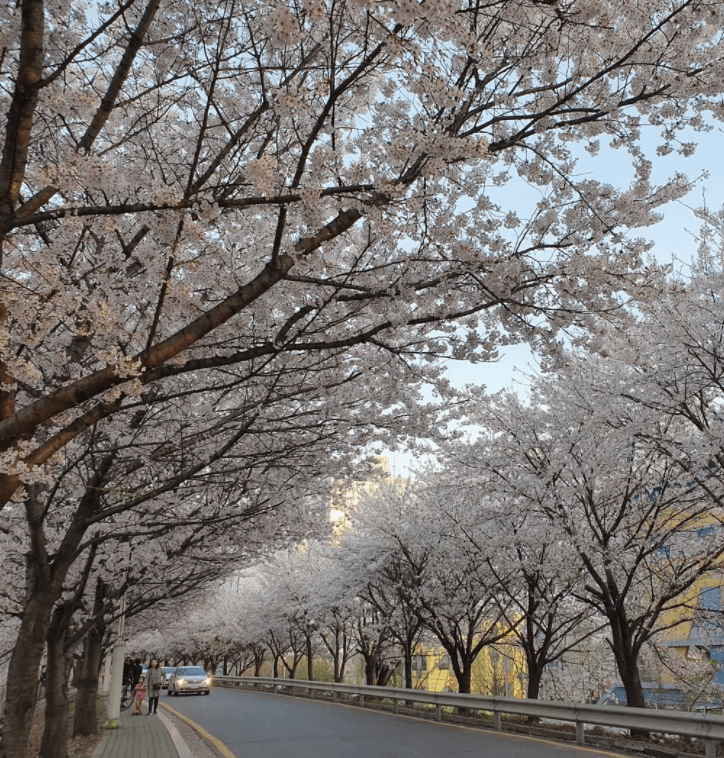 도림천 벚꽃길