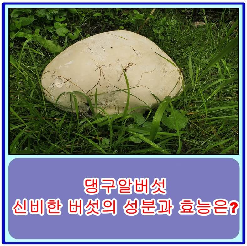  댕구알버섯, 하룻밤 사이 커지는 신비한 버섯의 성분과 효능은?
