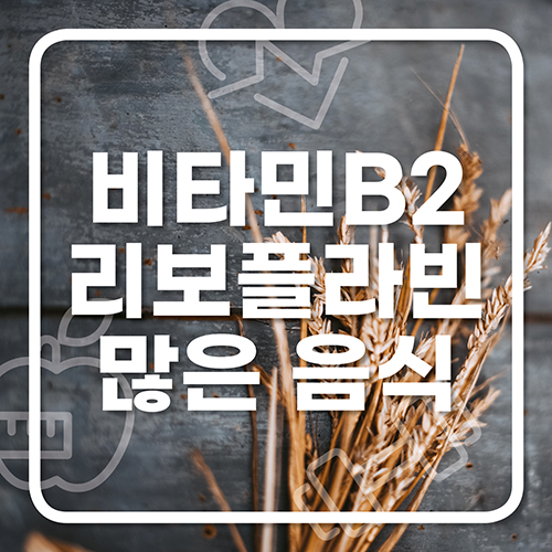  비타민 B2 많은 음식 리보플라빈결핍