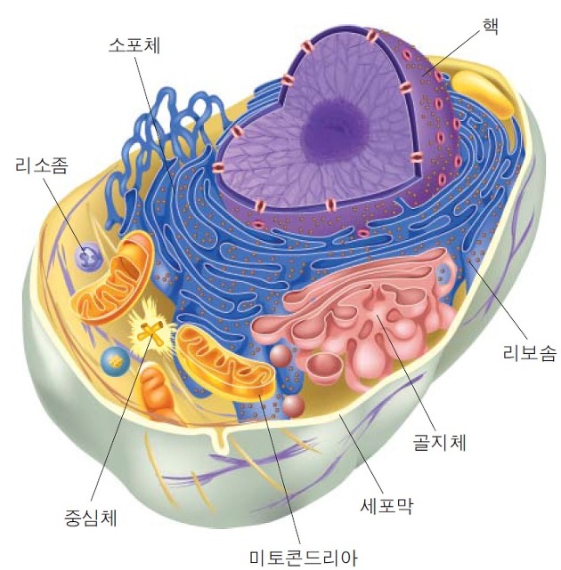 동물세포의 구조