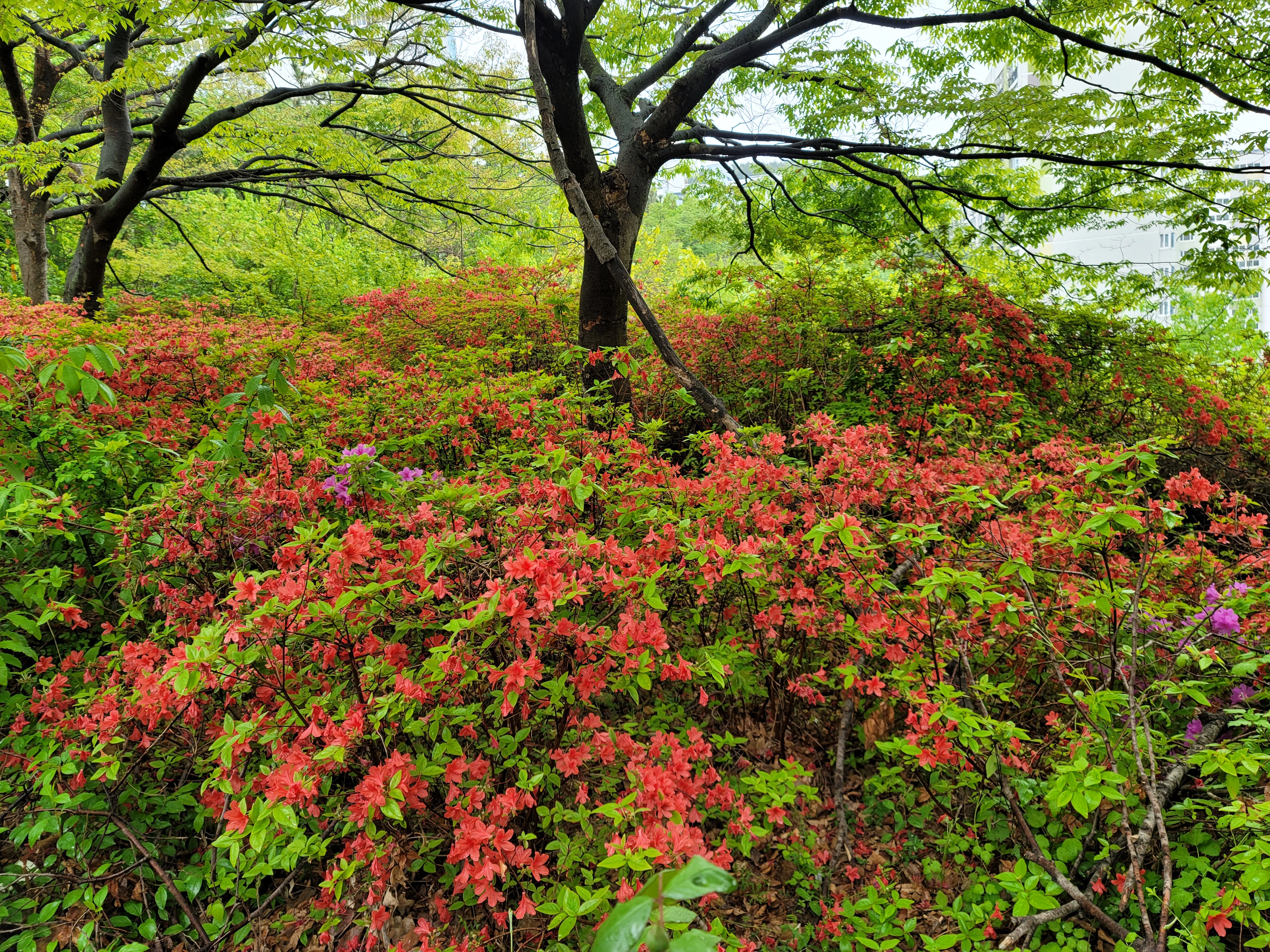 산철쭉 화단접대 22