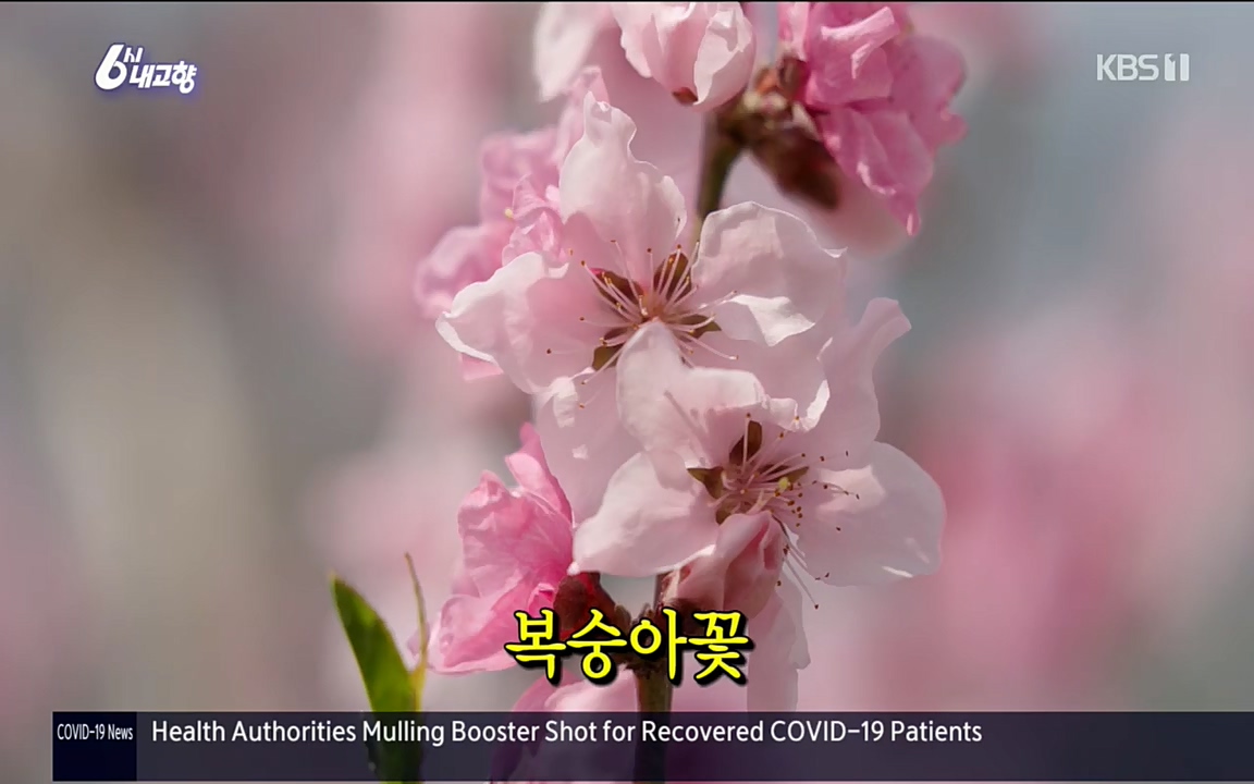 6시 내고향.E7510.220414p.H264-F1RST.mp4_20220419_185731.356.jpg