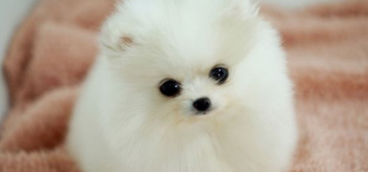 포메라니안
