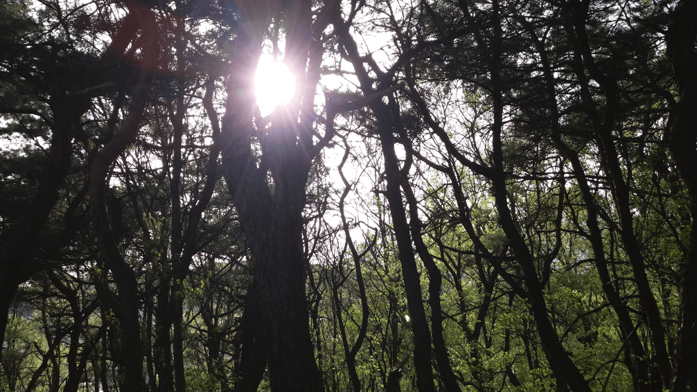 소나무숲
