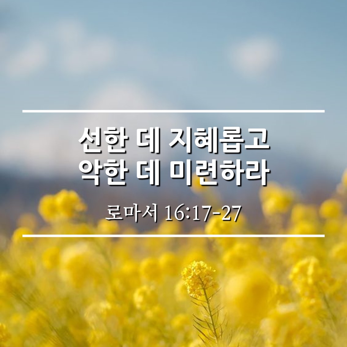 선한 데 지혜롭고 악한 데 미련하라 / 롬 16:17-27
