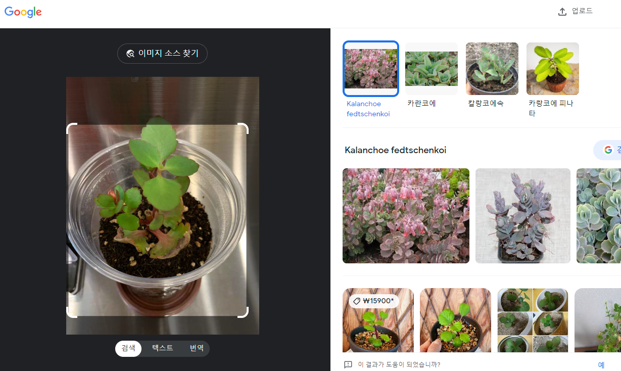 구글 이미지 검색을 통해 다시 알아본 식물 이름