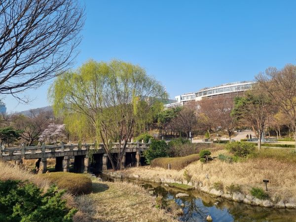 장충단 공원 수표교 옆에 수양버들이 싹을 틔우고 있다.