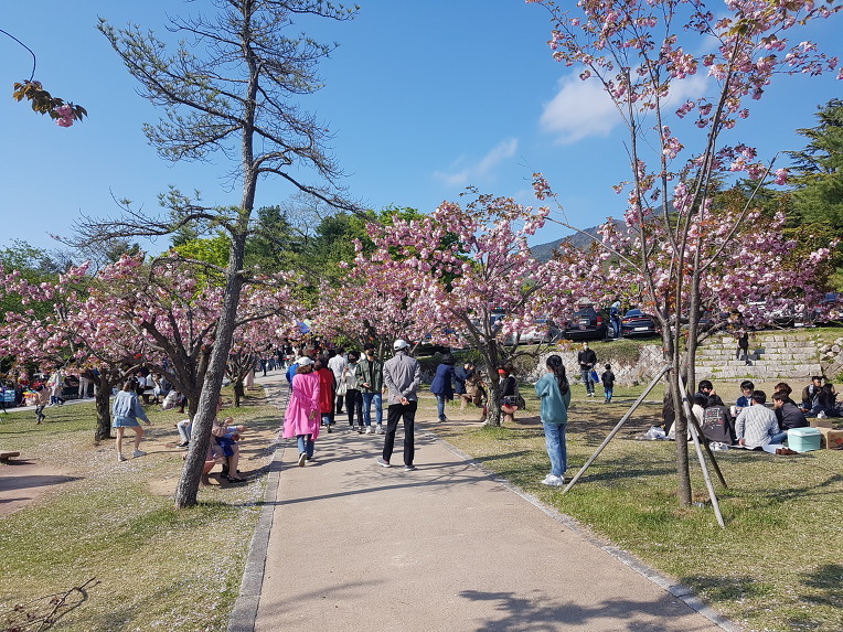  경주 불국사 왕벚꽃