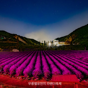 무릉별유천지 라벤더꽃축제