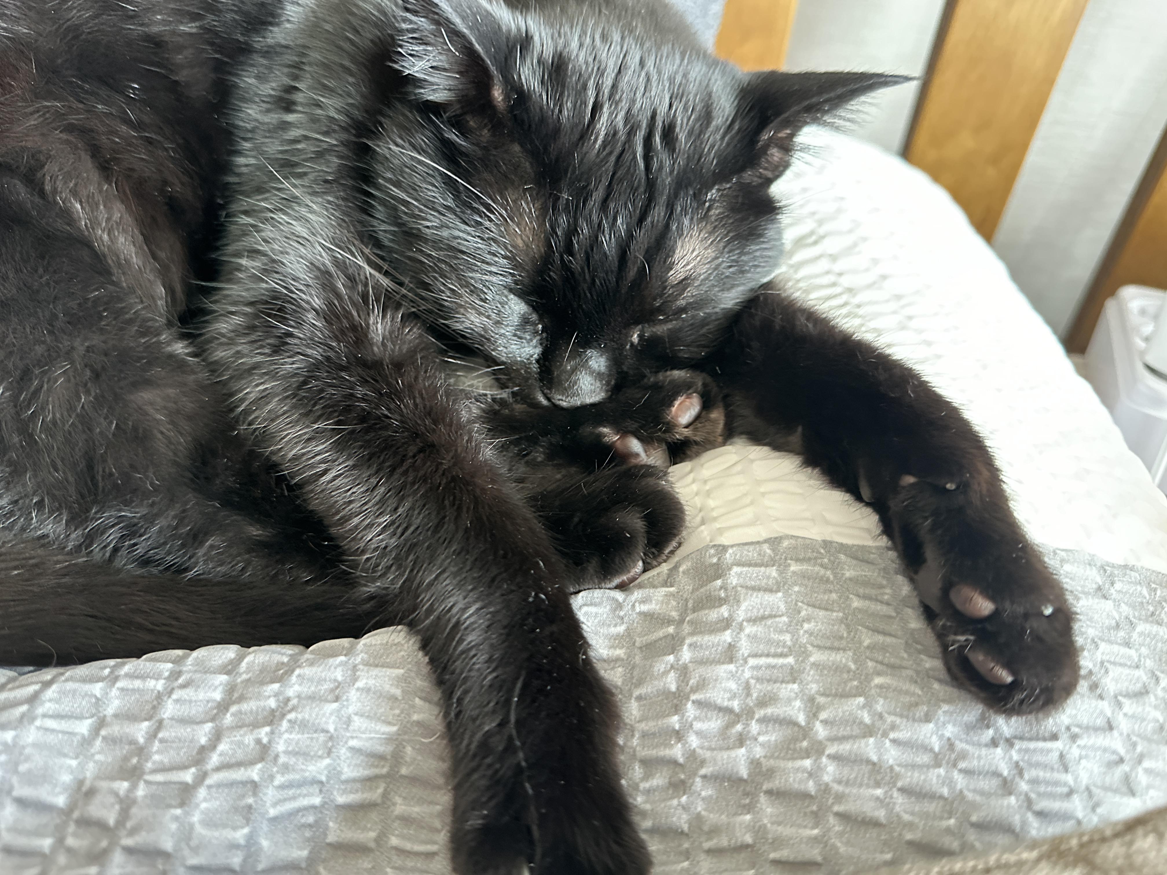베개_위에서_자고_있는_black_cat_건이_1