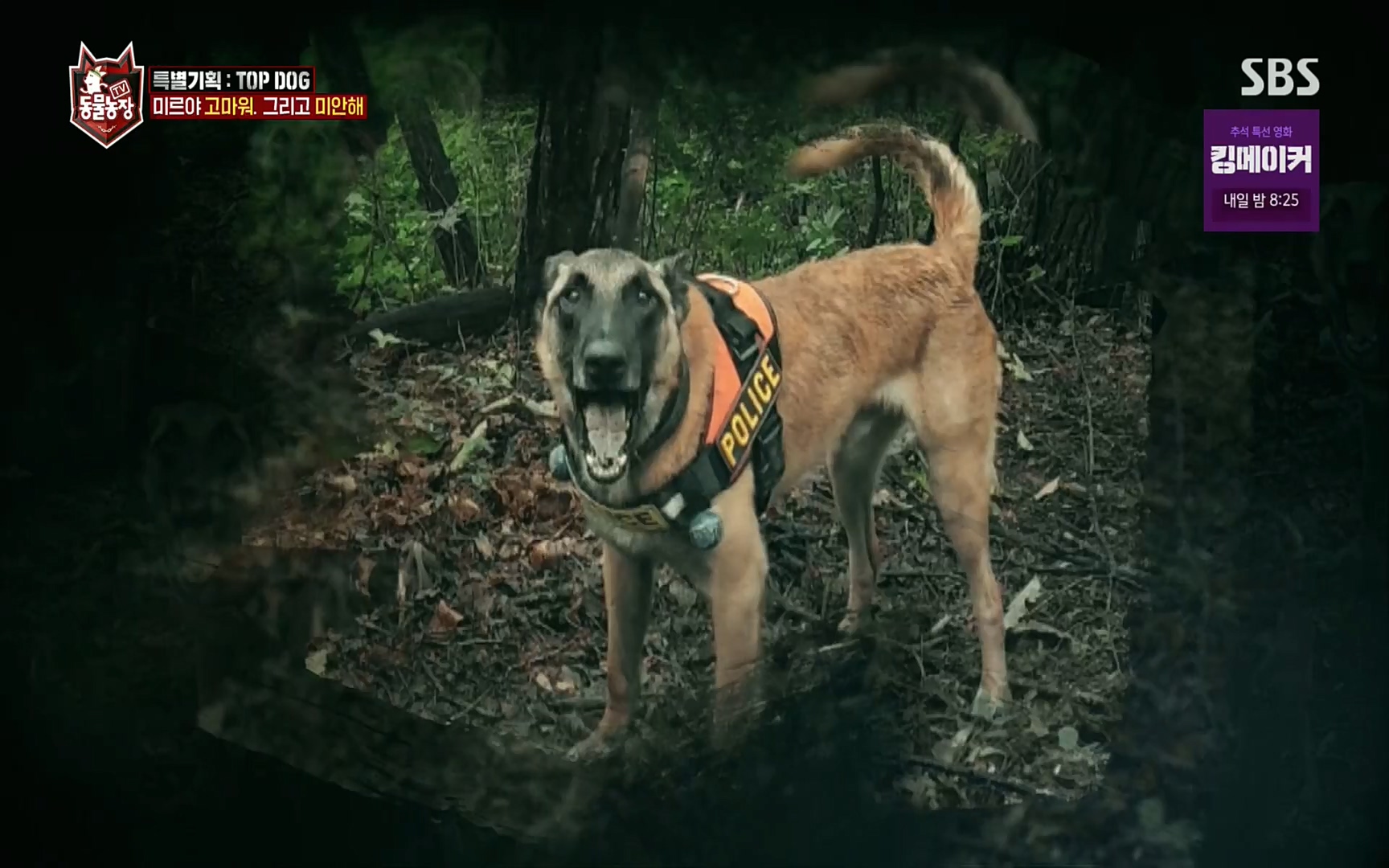 TV 동물농장.E1086.220911p.H264-F1RST.mp4_20220911_175426.076.jpg