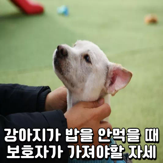 보호자가-가져야-할-자세