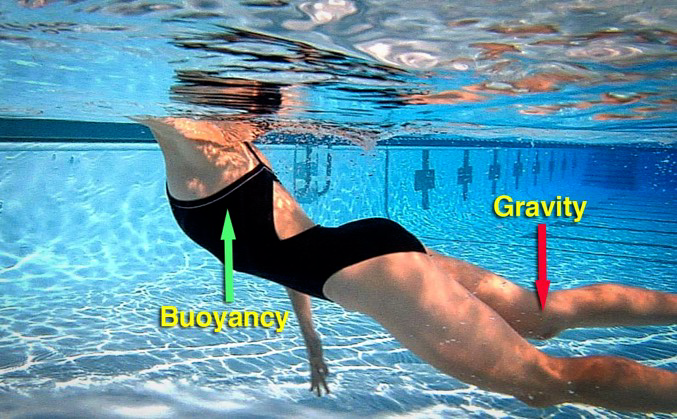 Buoyancy pushes up on our lungs&mdash;gravity pulls down on our legs