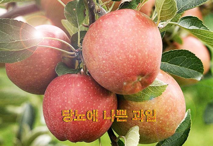  당뇨에 나쁜 과일